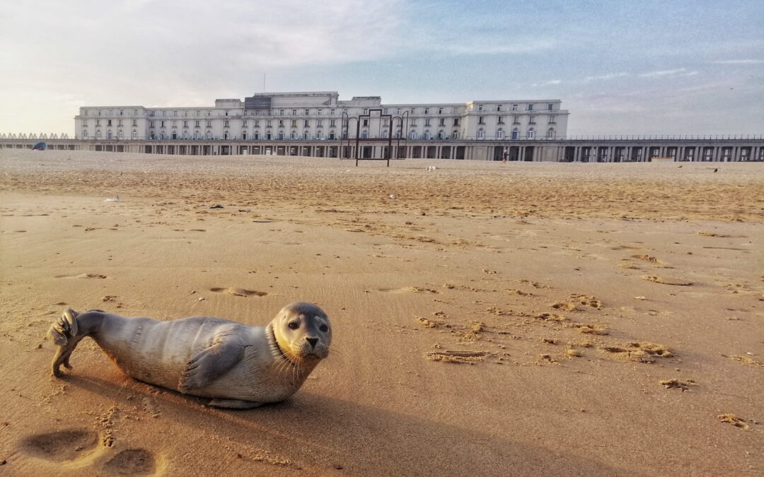 Begin het jaar met inspiratie aan zee bij Thermae Palace